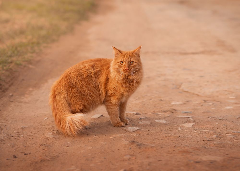 Фотография автора Наталья Ветошкина