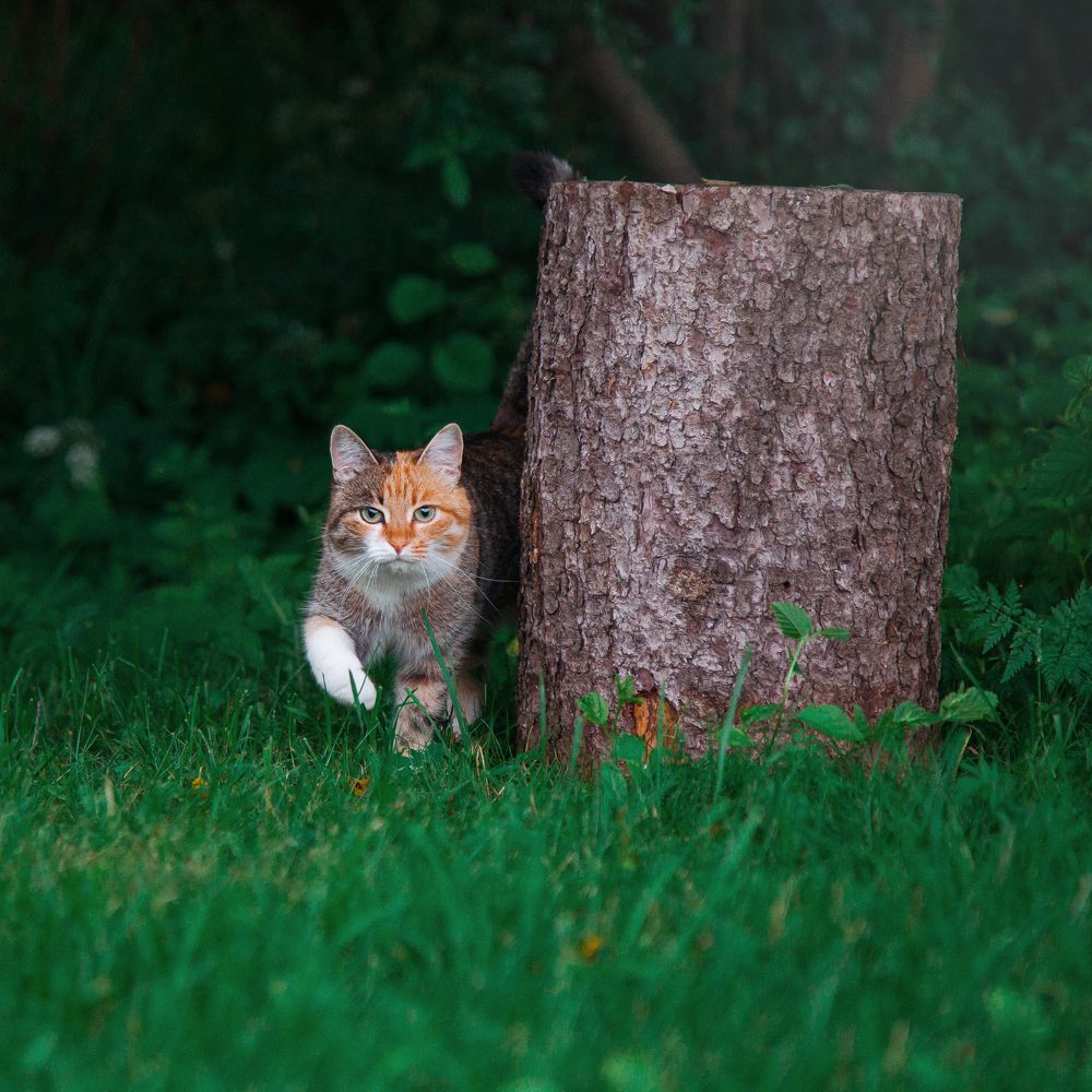 Фотография автора Наталья Ветошкина