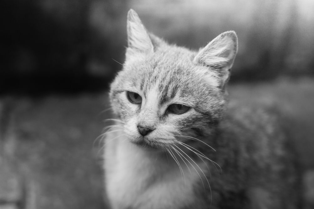 Фотография автора Mikheil Darsavelidze