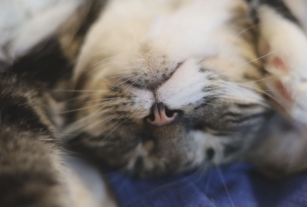 Photograph by Анна Авилочкина