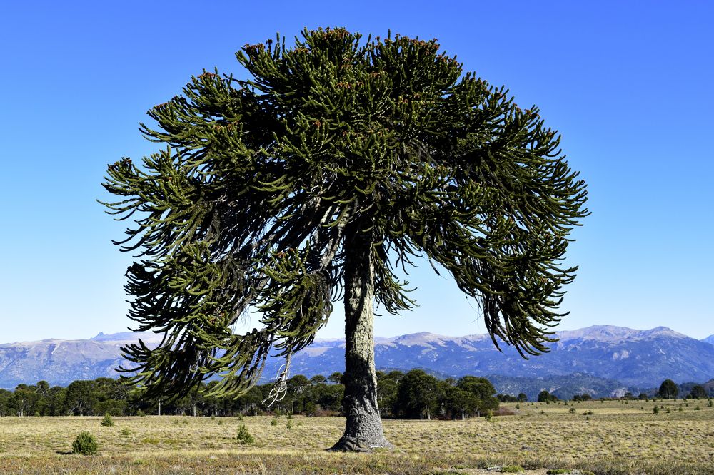 Photograph by Beatriz Games