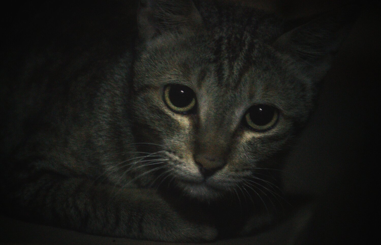 Photo #10755110
