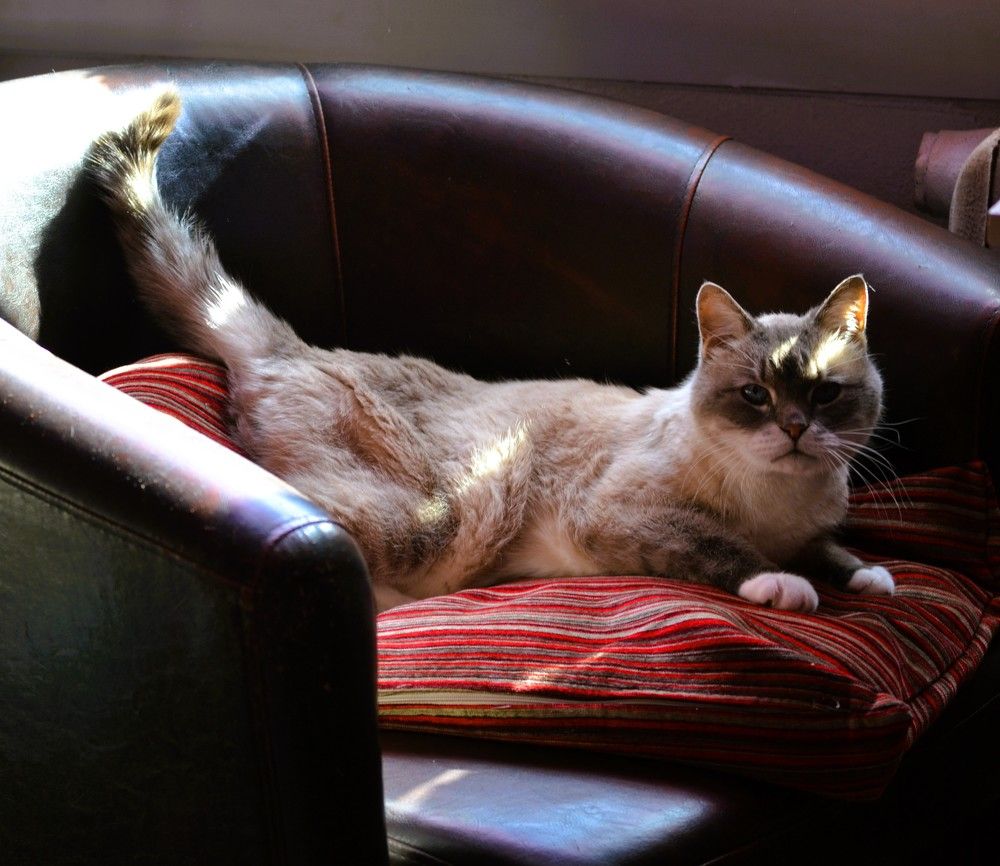 Солнечный кот