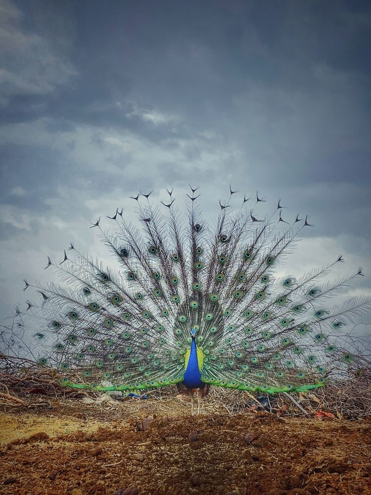 Photograph by Mahaveer singh Mahi