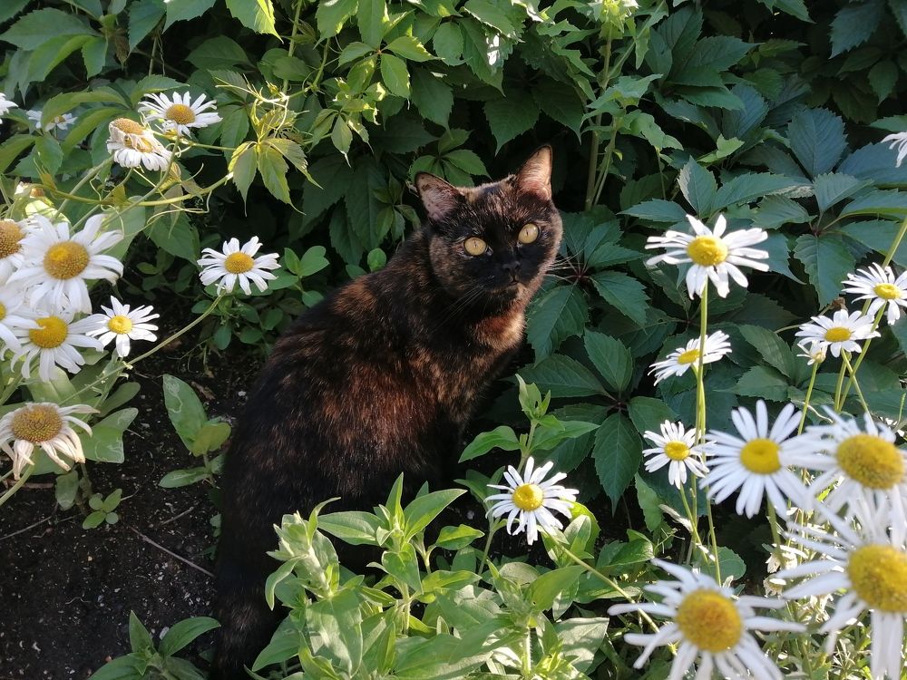 Фотография автора Иван Кириллов