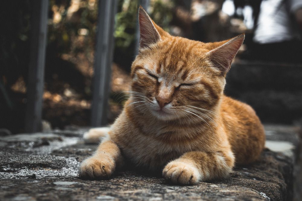 Фотография автора Konstantin Shendel