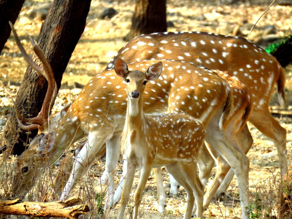 Fawn looks on and parents graze grass