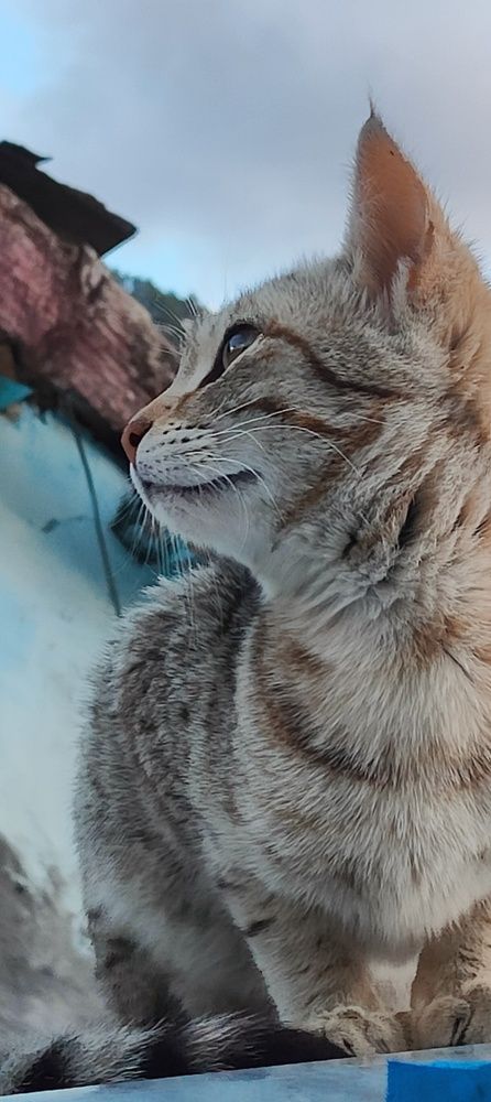Furry and pretty