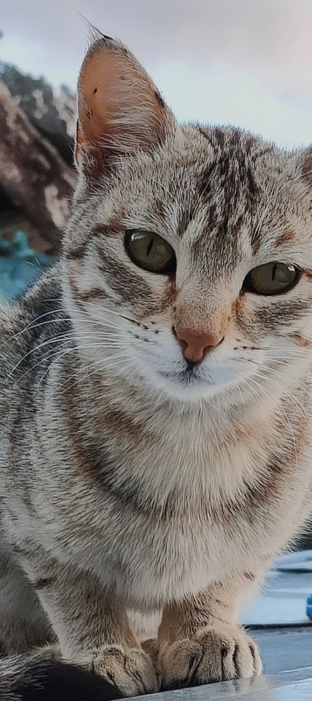 Little paws