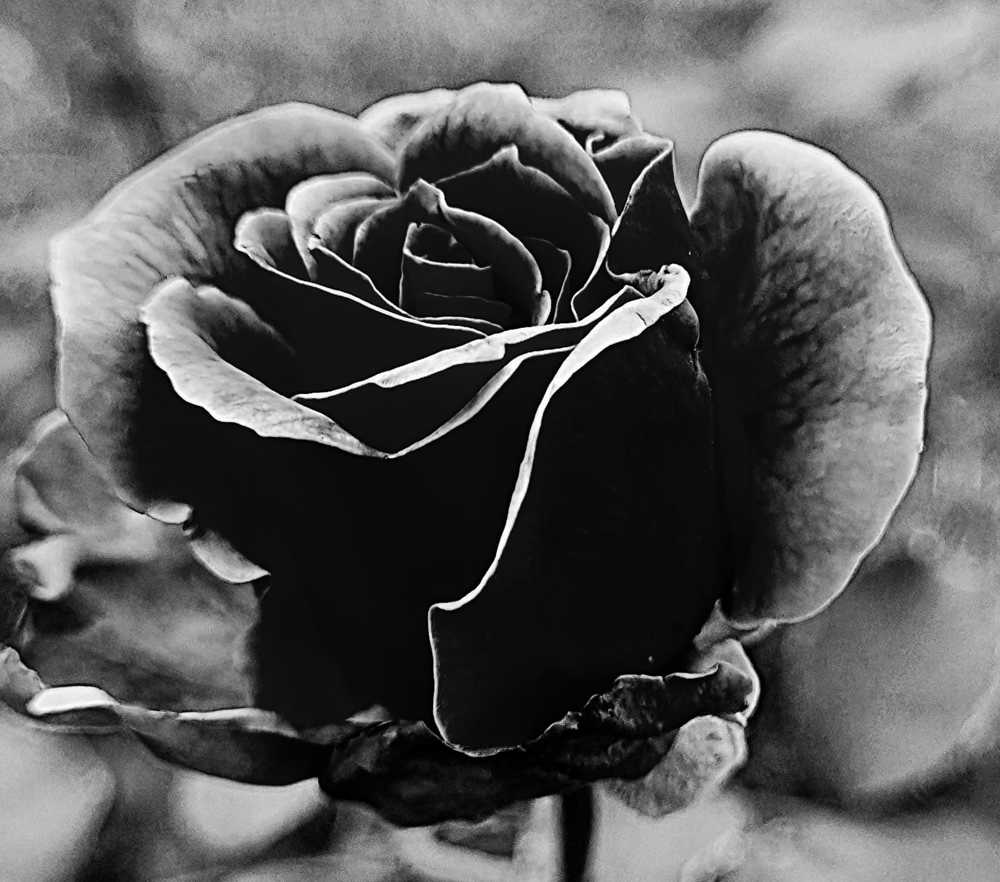 Photograph by Nidhi Singh