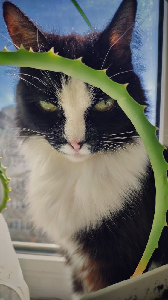 Загадочный взгляд