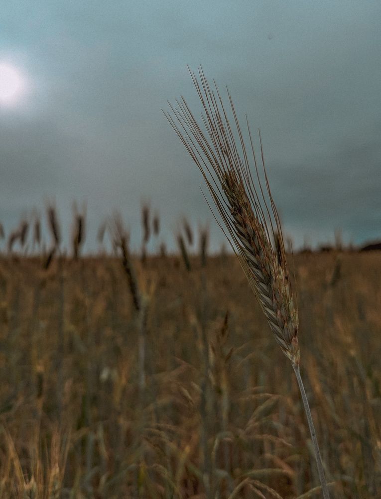 Фотография автора Юлия Дударёнок