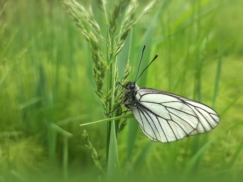 Бабочка капустница