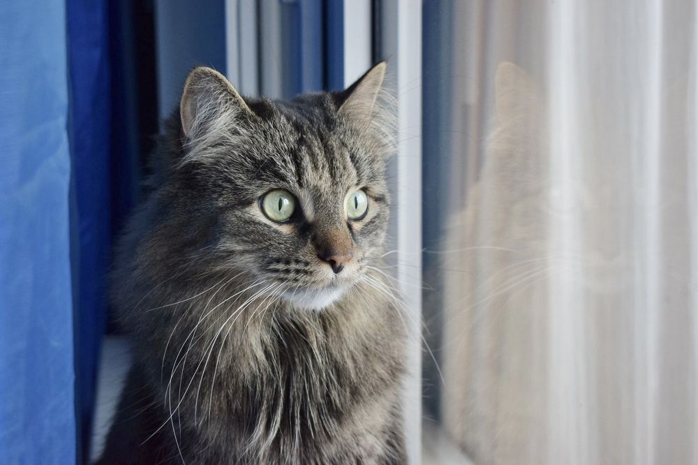 на подоконнике