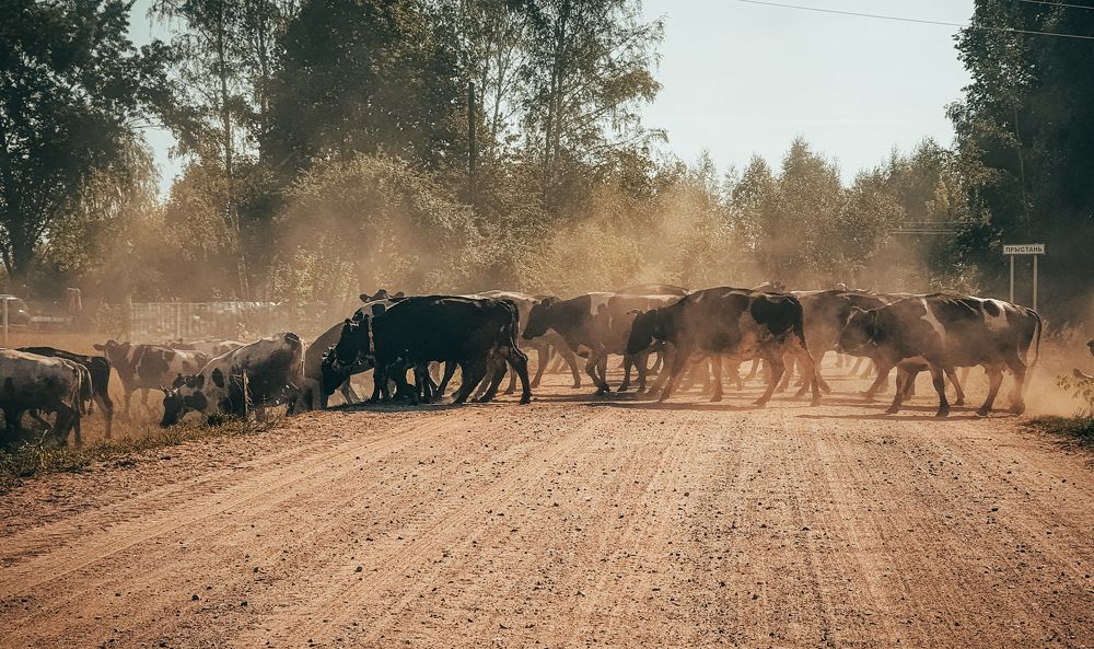 Photograph by Aлена Канхар