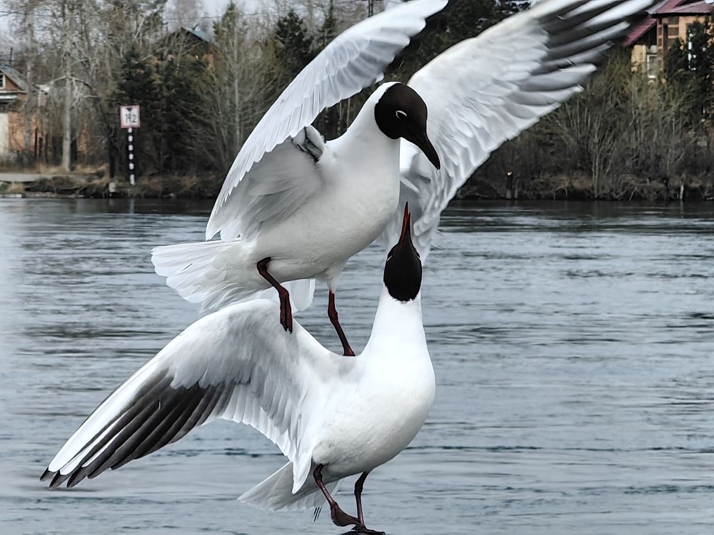 Фотография автора Максим Тельтевский