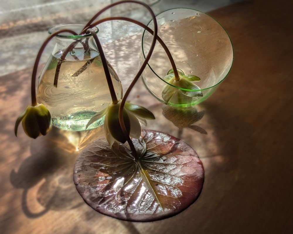 Photograph by Liudmila Drake