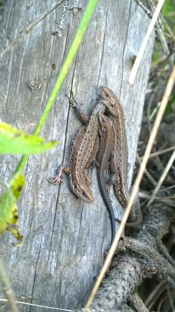 Photograph by Денис Ольгович