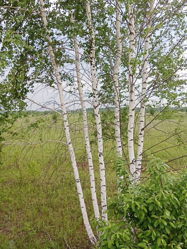 Photograph by Надежда Рулькова