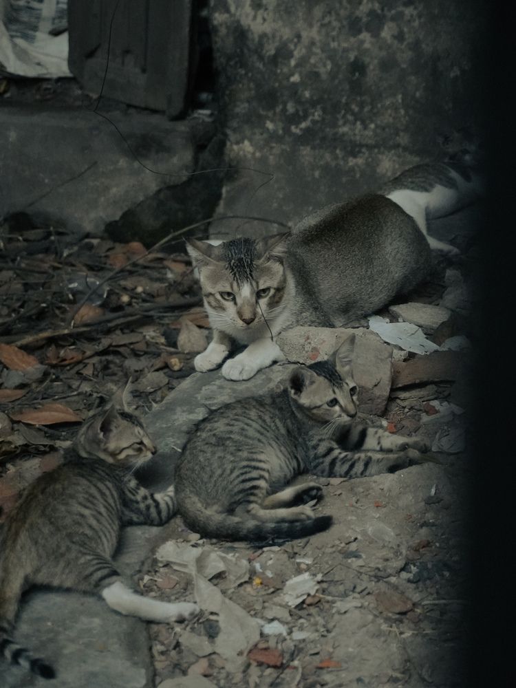 Photograph by Trishik Bose