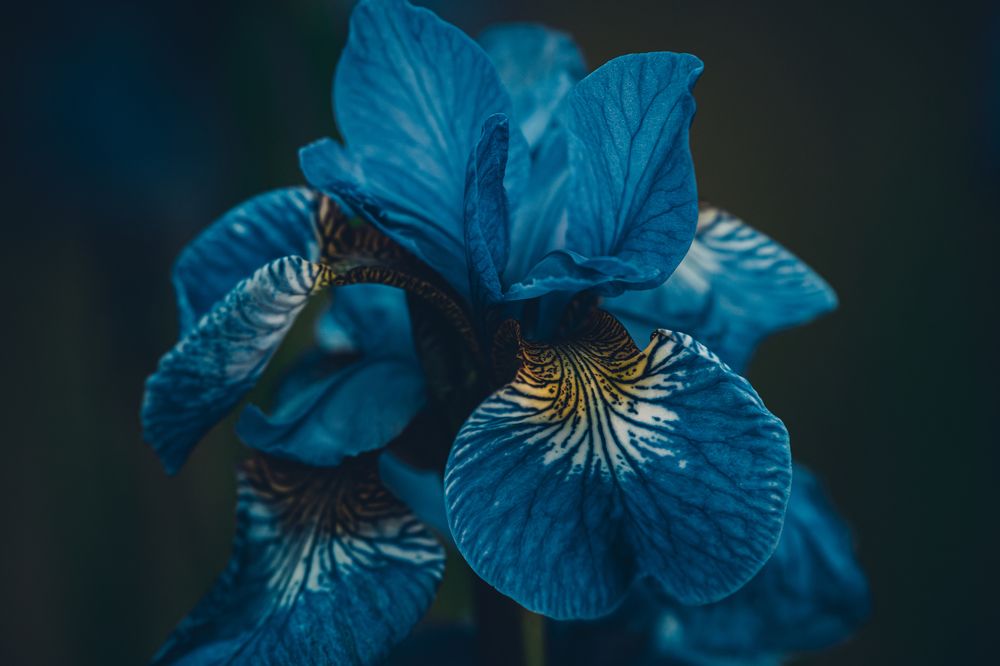 Photograph by Алексей Крылов