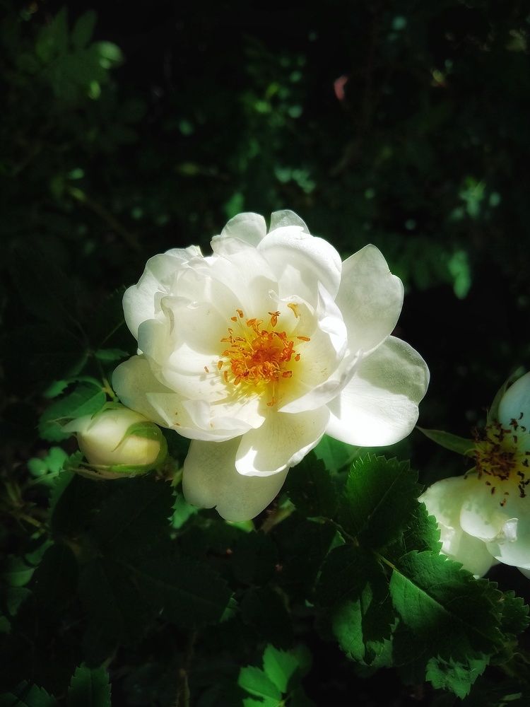 Photograph by Митюшкова Алёна