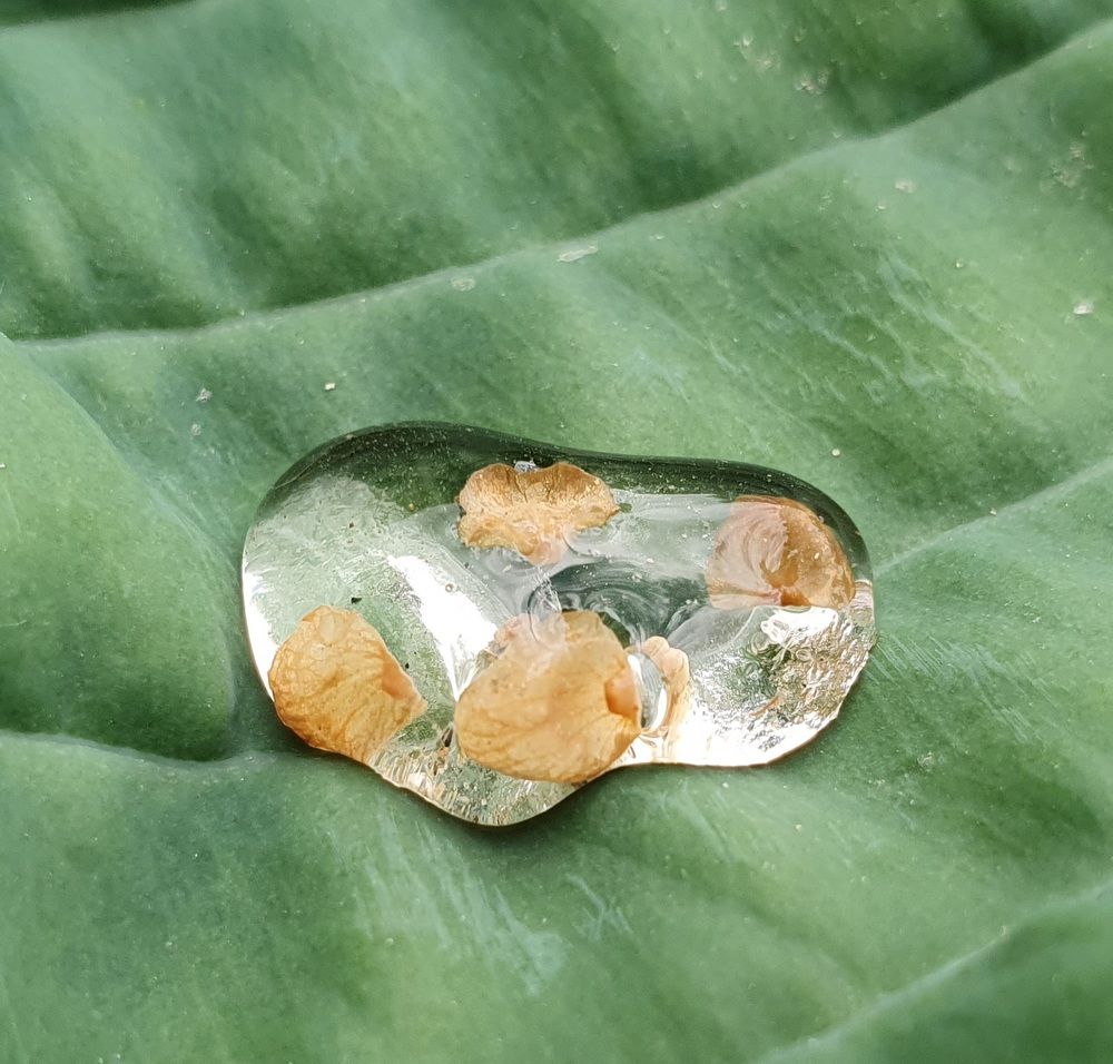 Photograph by Жанна Регор