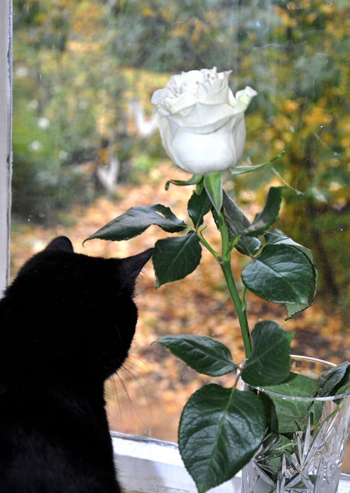 Photograph by Людмила Низова