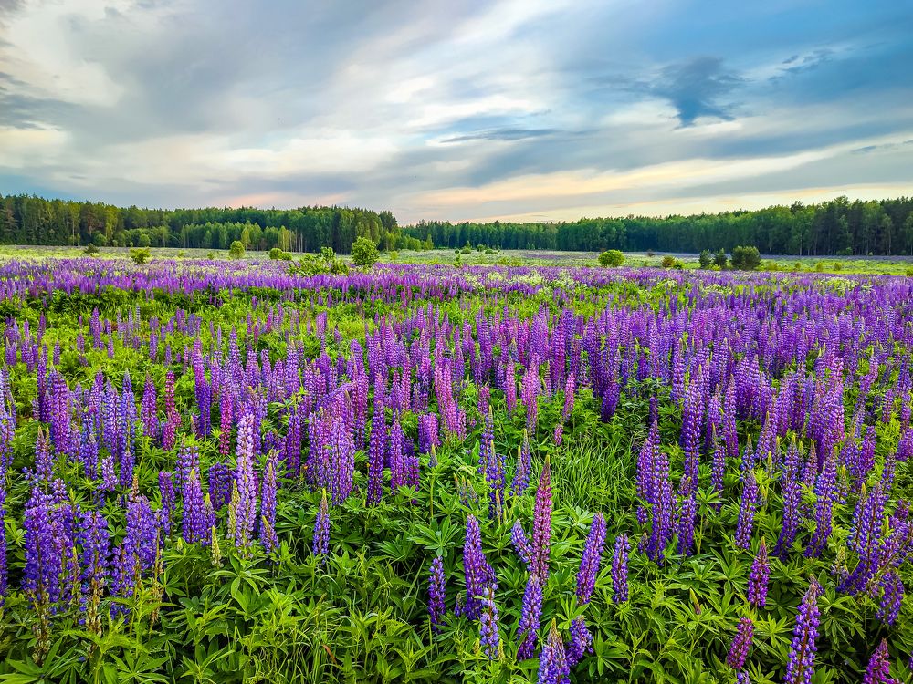 Photograph by Алёна Пшеленская