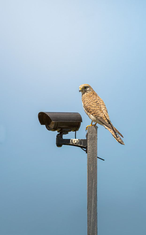 Фотография автора Nikolai Suvorov