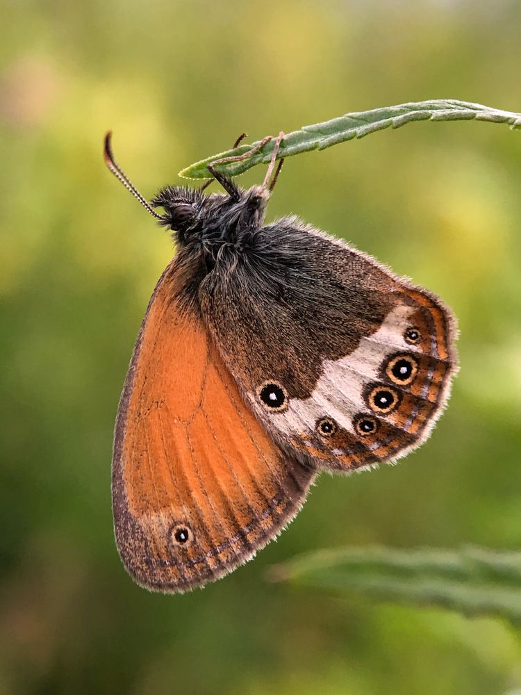 Сон бабочки