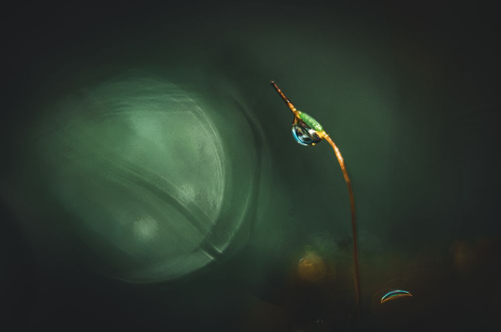 Фотография автора Наталья Алексеева