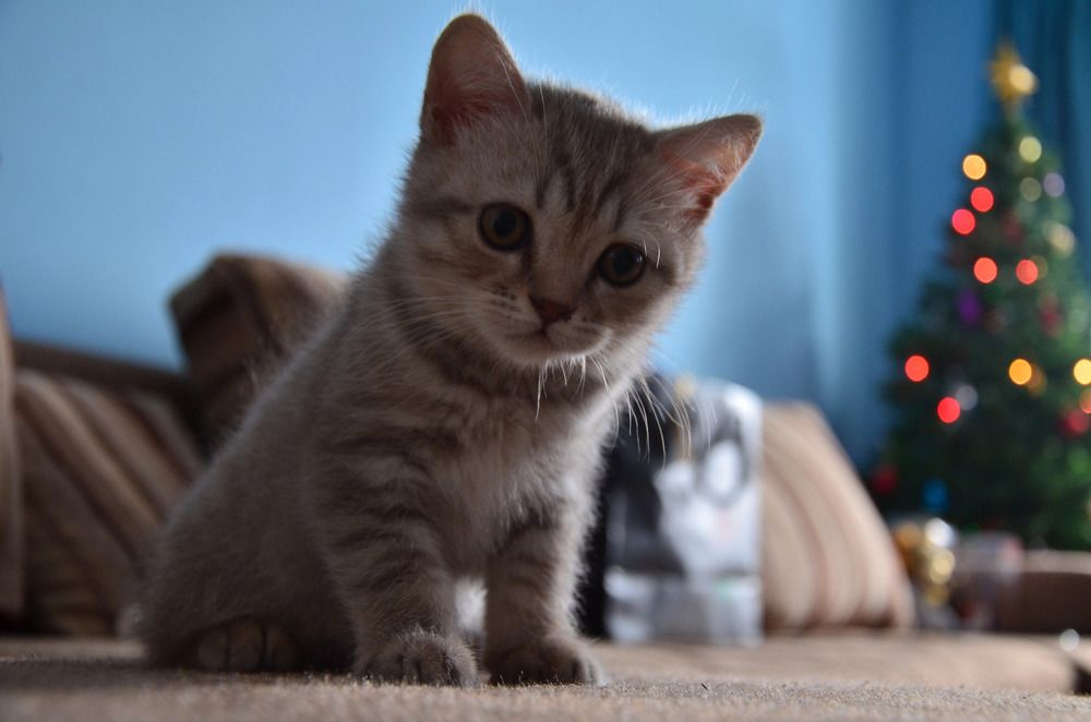 Photograph by Виктория Куликова