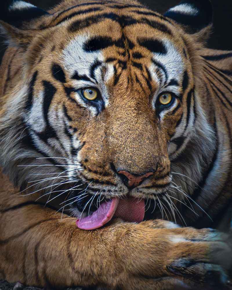 Photograph by Siddhartha Roy Choudhury