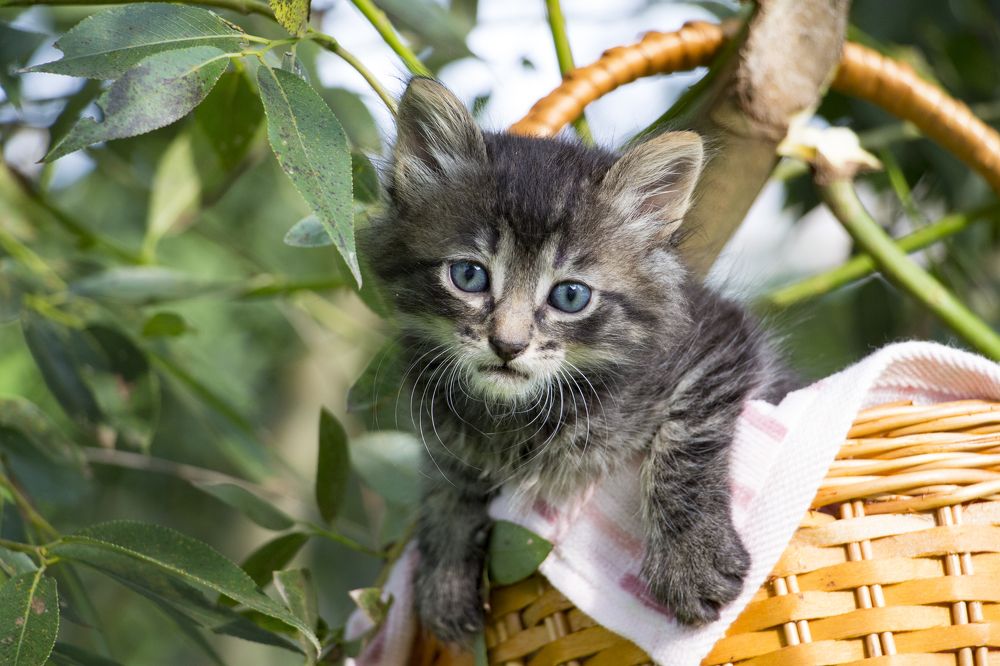 Фотография автора Кристина Догодька