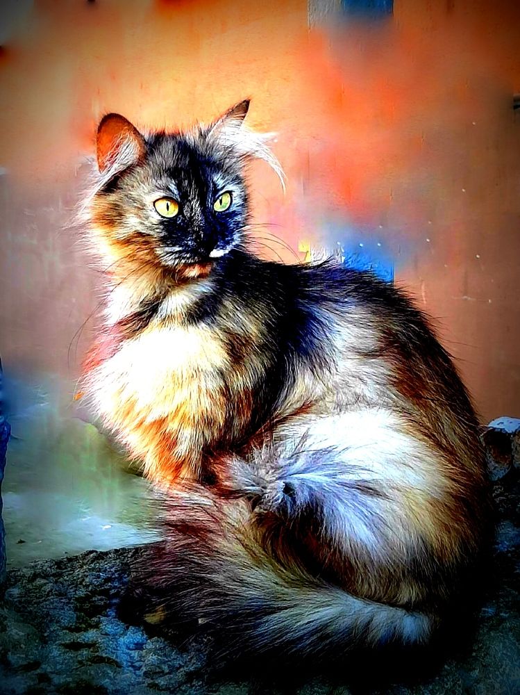 Просто кошка