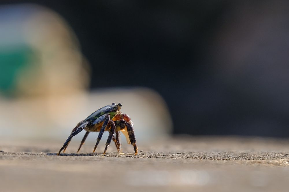 Фотография автора Александр Высоцкий