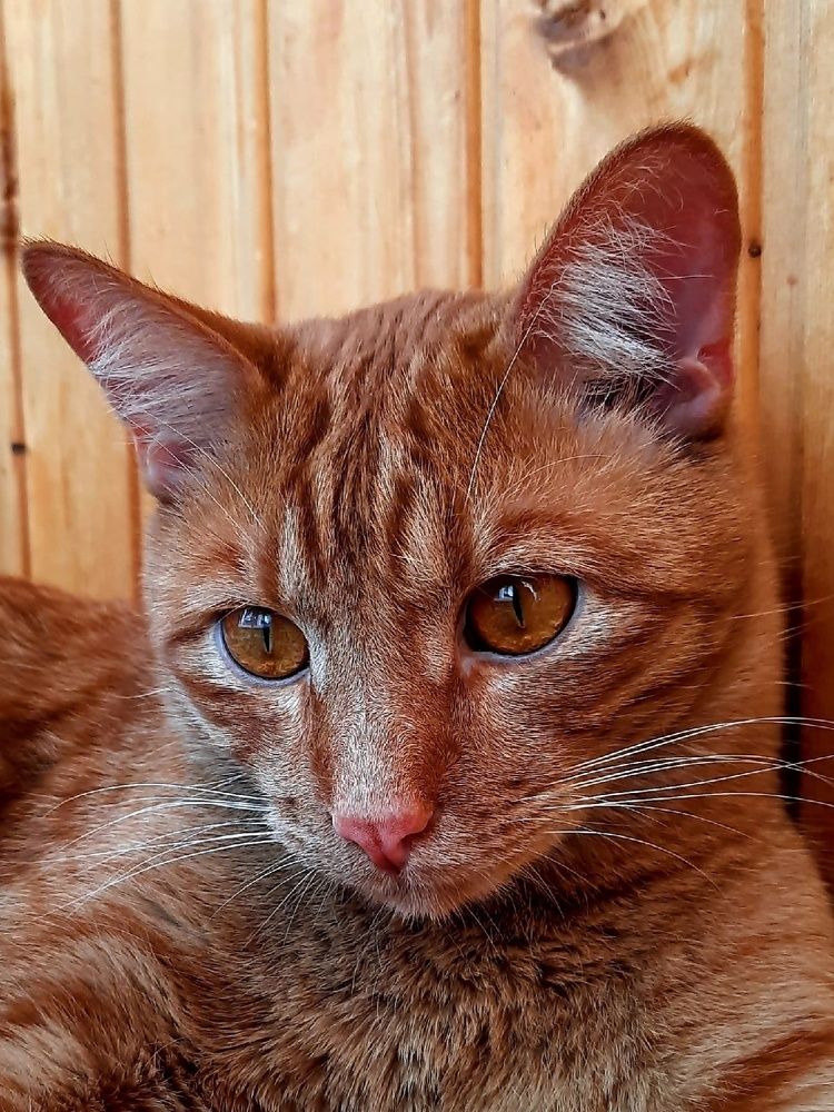 Photograph by Любовь Кочуганова