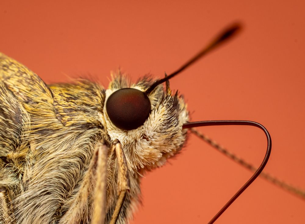 Photograph by Talha Maqsood