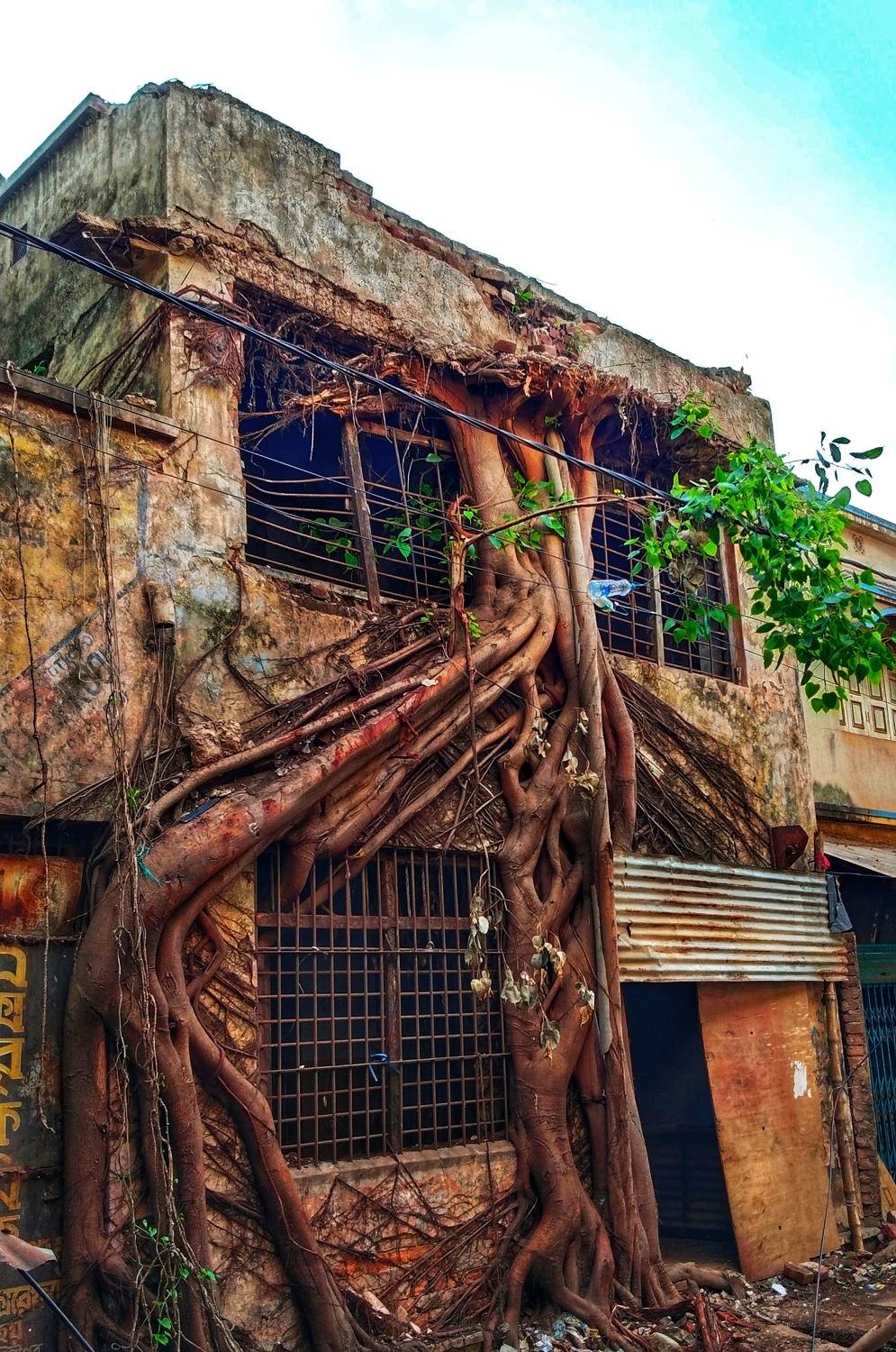 The tree house