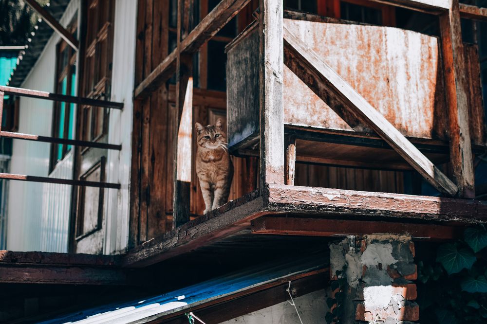 urban tailed resident