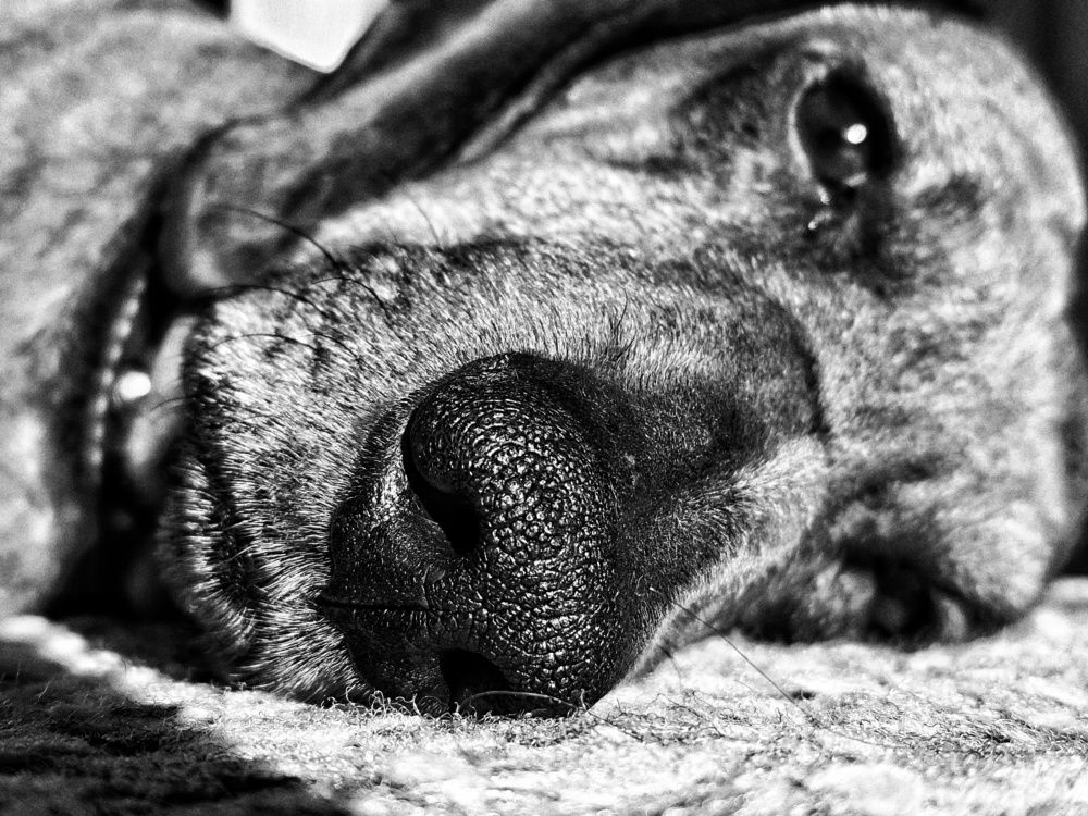 Photograph by Aлена Канхар