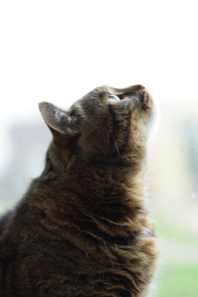 Фотография автора Екатерина Богомолова