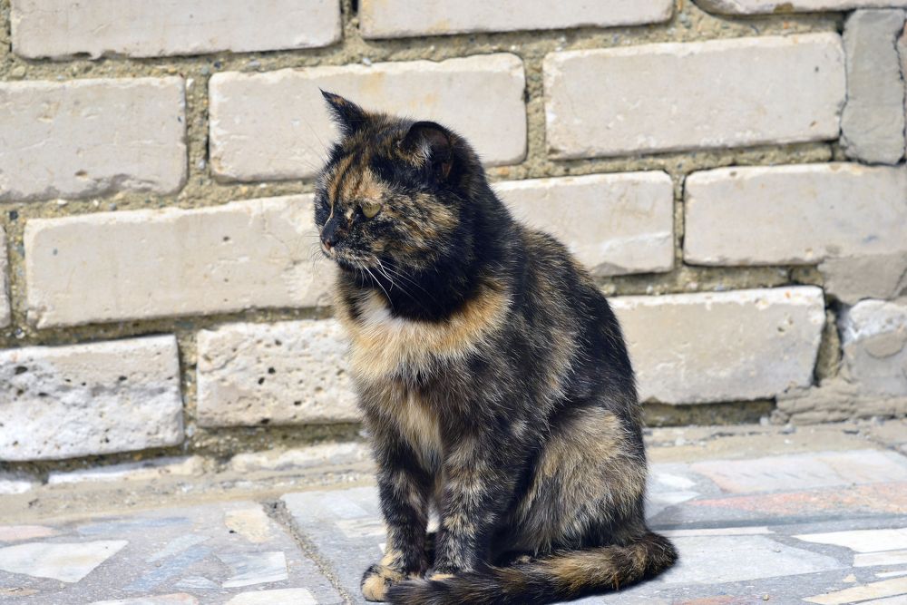 Фотография автора Сергей Чесноков