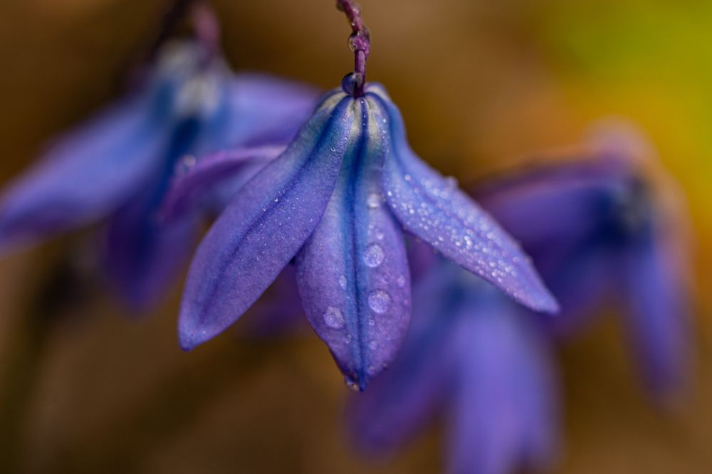 Photograph by Ирина Саломатина