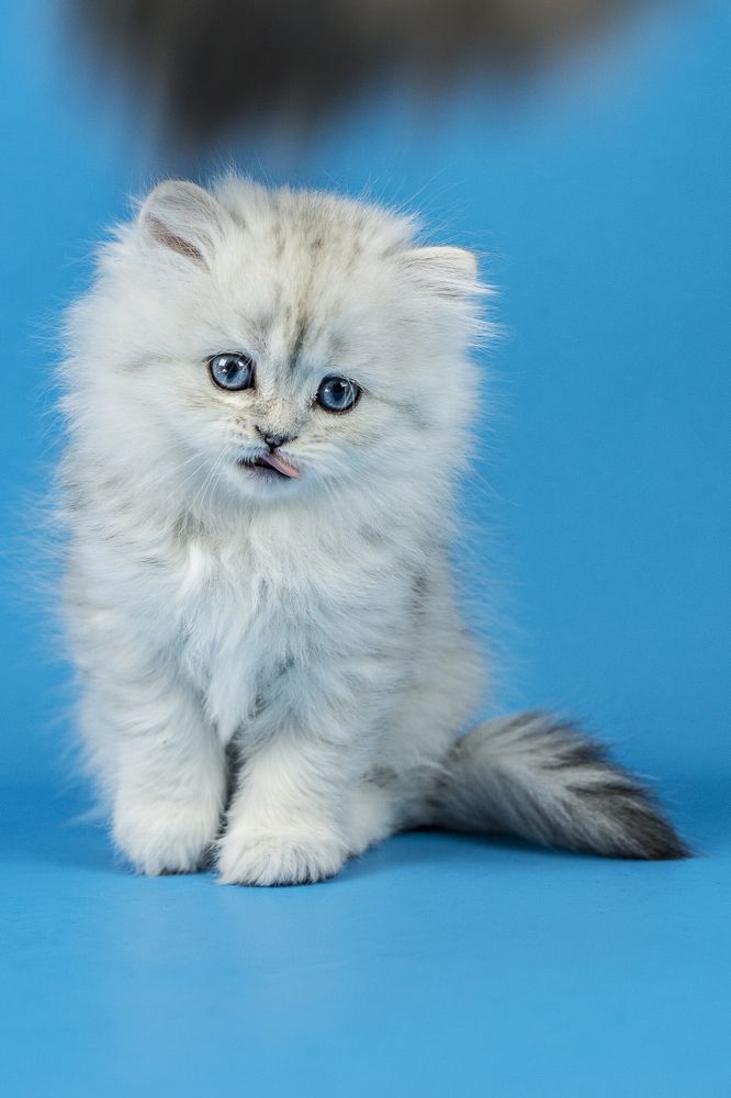 Фотография автора Елена Самофалова