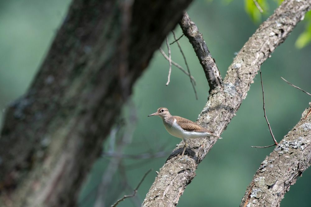 Photograph by Михаил Зубарев