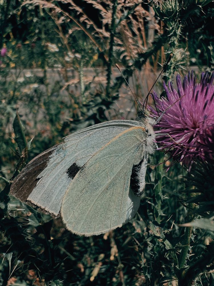 Photograph by Диана