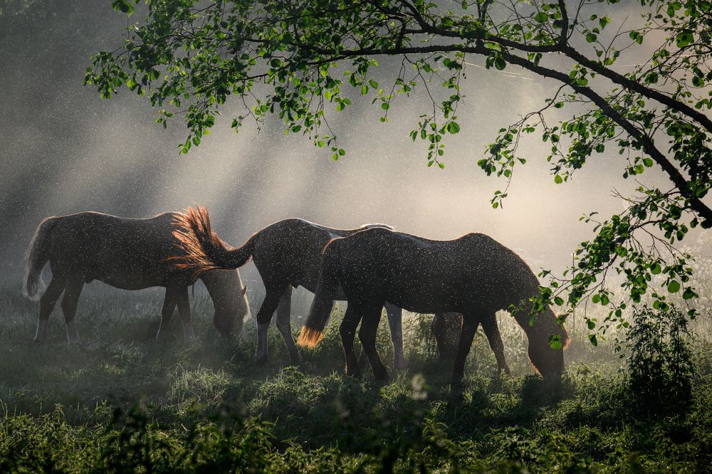 Photograph by Юлия Лаптева