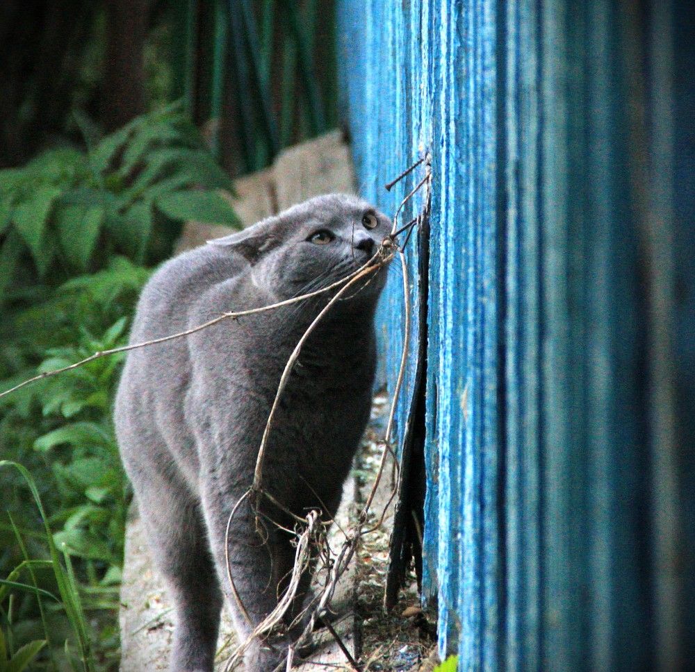 Фотография автора Светлана Терехова